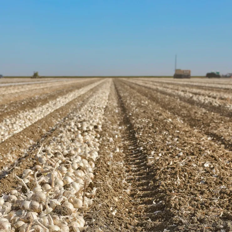 Garlic Field