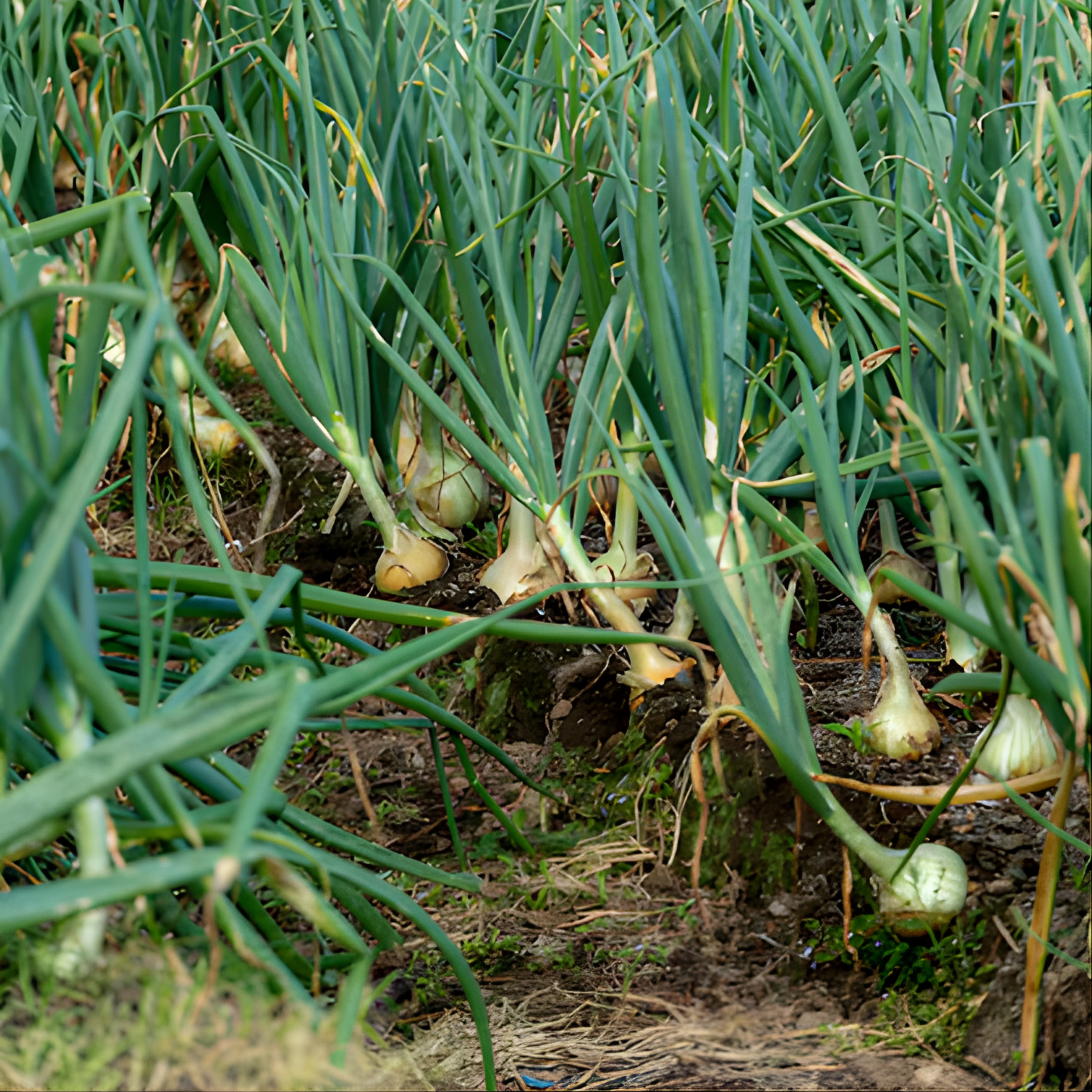 Cultivated with care